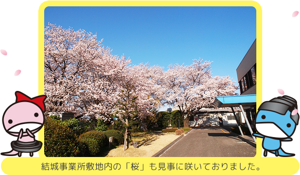 結城事業所内の桜も見事に咲いておりました。